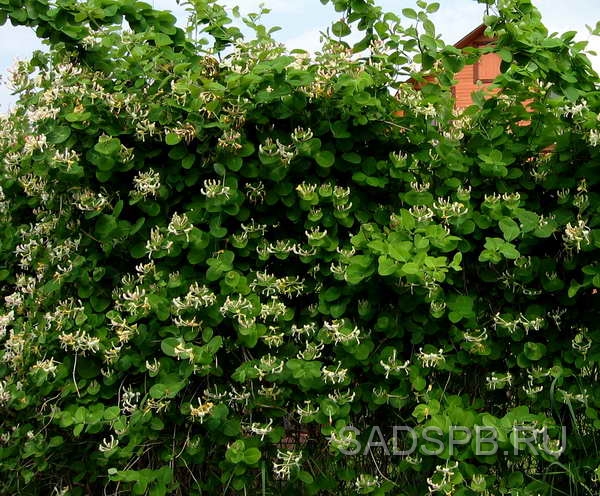 Жимолость каприфоль, Lonicera_caprifolium